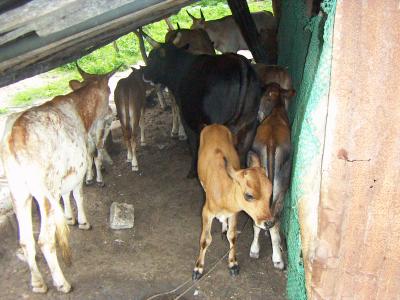 encor la ferme