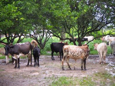 notre ferme